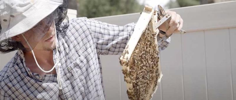 beekeeping